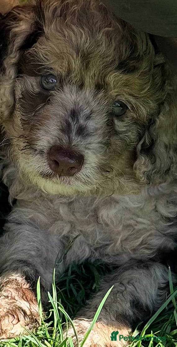 Cockapoo dogs 💙 Stunning Merle Male Cockapoo Puppy  💙 - Advert 13