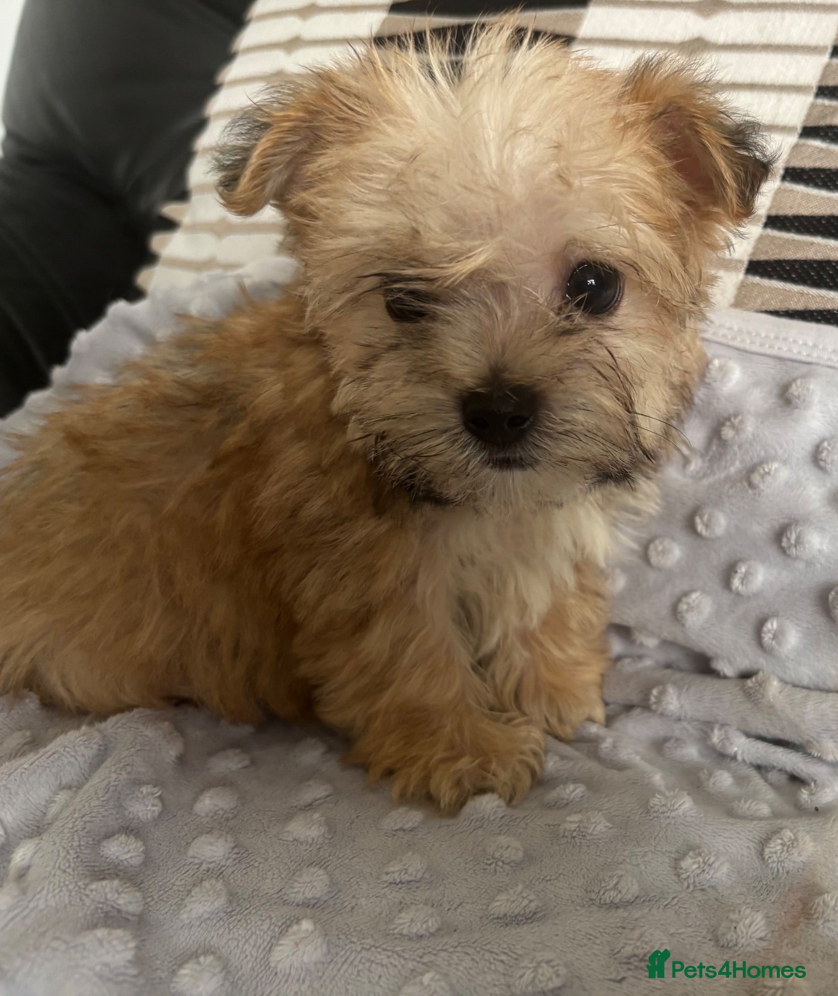 Morkie dogs Gorgeous Morkie puppies  - Advert 1