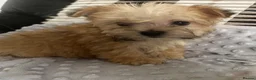 Morkie dogs for sale: Gorgeous Morkie puppies  - Advert 9