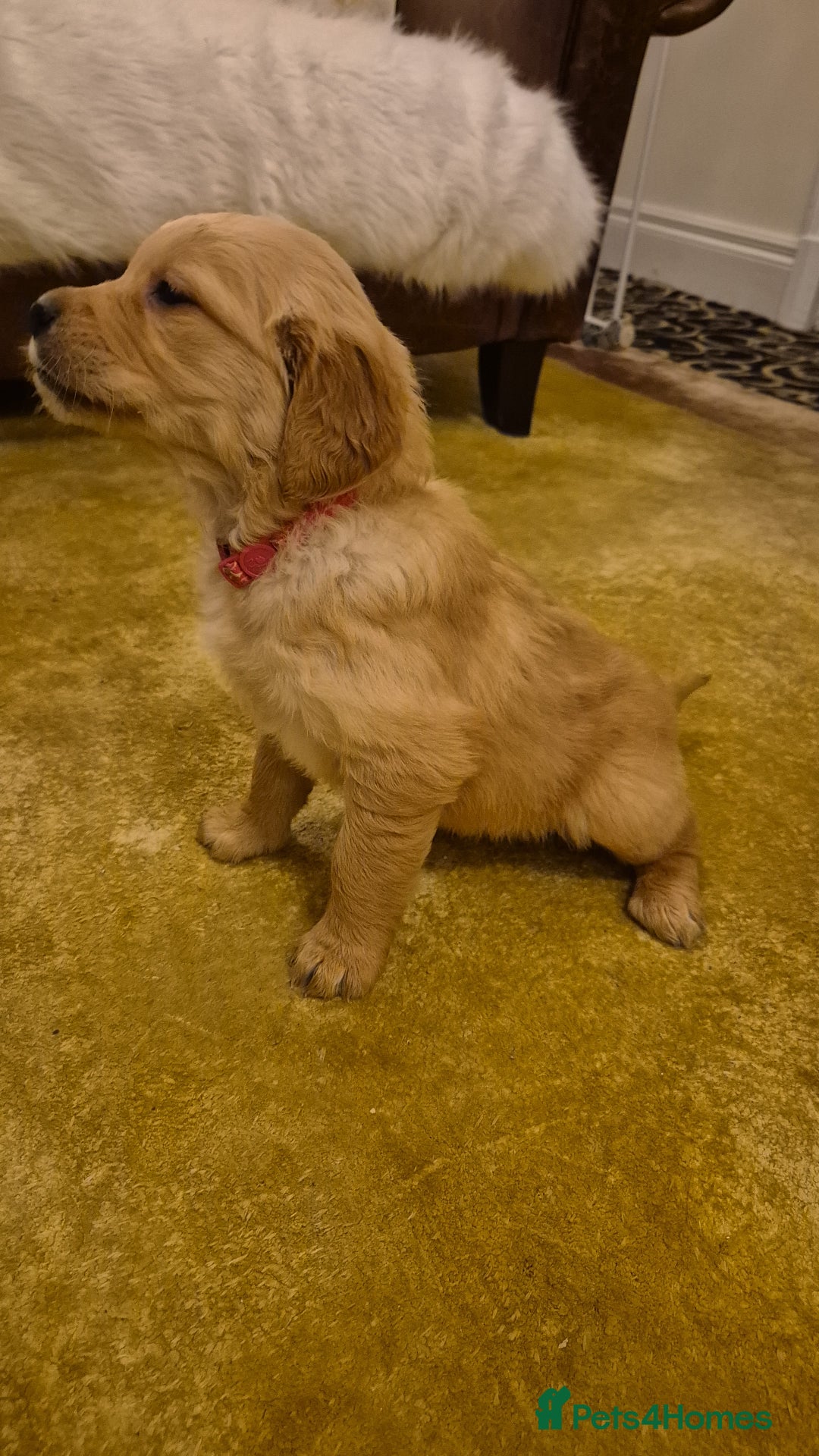 Golden Retriever dogs for sale: KC registered dark red golden retrievers - Advert 15