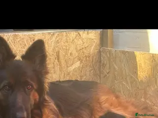 German Shepherd dogs 2 Female Black German shepherds zara and Nala - Advert 1