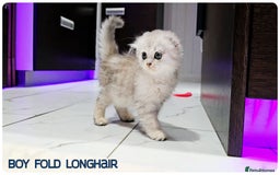 Scottish Fold cats for sale: Scottish Fold Kittens ( Delivery  available) - Image 5