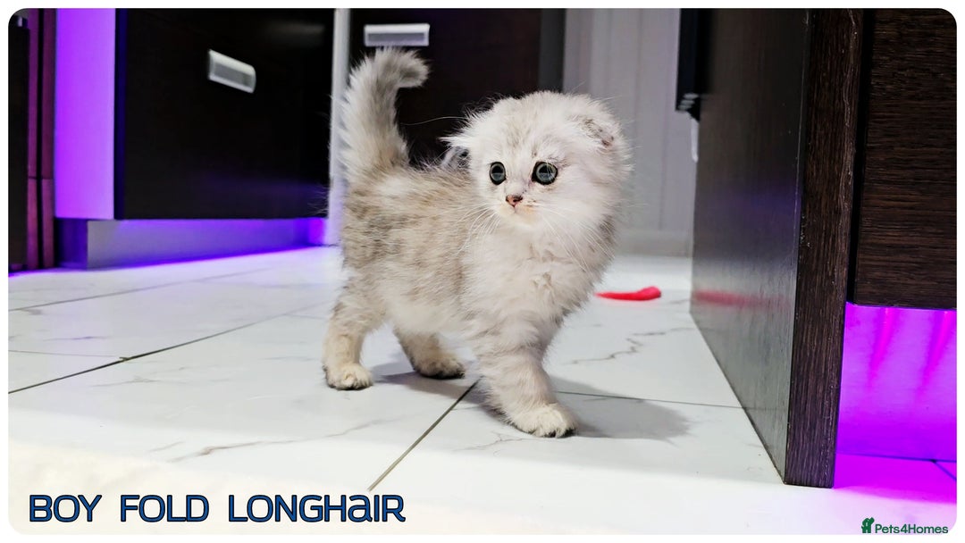 Scottish Fold cats for sale: Scottish Fold Kittens ( Delivery  available) - Image 5