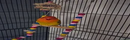 Lovebirds birds for sale: Lovebird  in Bicester - Advert 8