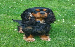 Cavalier King Charles Spaniel dogs for sale: Cavalier King Charles spaniel  - Image 12