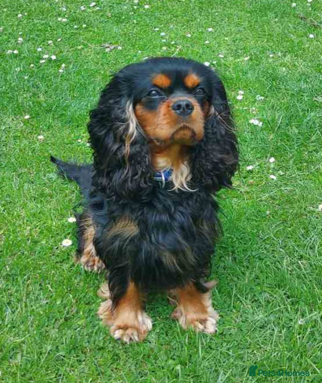 Cavalier King Charles Spaniel dogs for sale: Cavalier King Charles spaniel  - Image 12