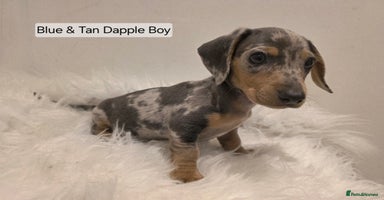 Miniature Dachshund dogs - Advert 3