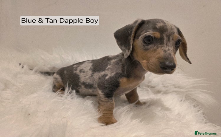 Miniature Dachshund dogs - Advert 3