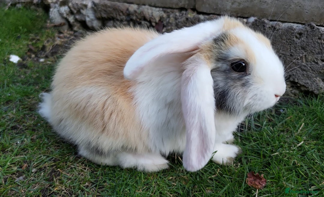 Mini Lop rabbits for sale: Gorgeous Mini Lop X French Bunnies Ready to Go! - Image 27