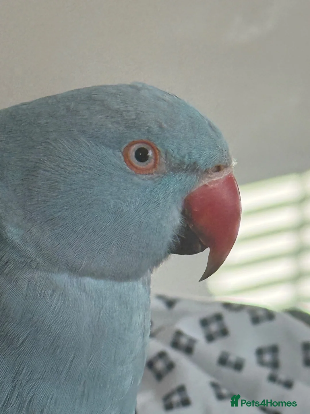 Ringnecks birds for sale: Beautiful Blue Indian Ringneck – 11 Months Old in London - Advert 2