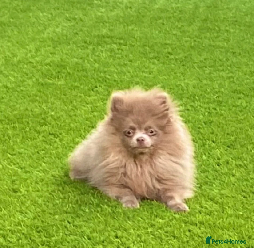 Pomapoo dogs for sale: Adorable pomapoo puppies. - Advert 8