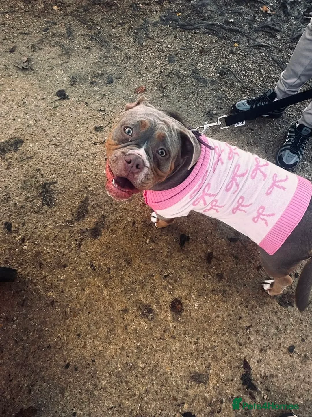 Olde English Bulldogge dogs for sale: 🐾 Nala – 08-Month-Old Old English Bulldogge  - Advert 1