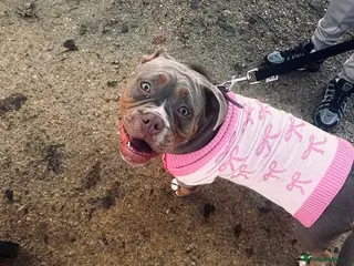 Olde English Bulldogge dogs 🐾 Nala – 08-Month-Old Old English Bulldogge - Advert 3