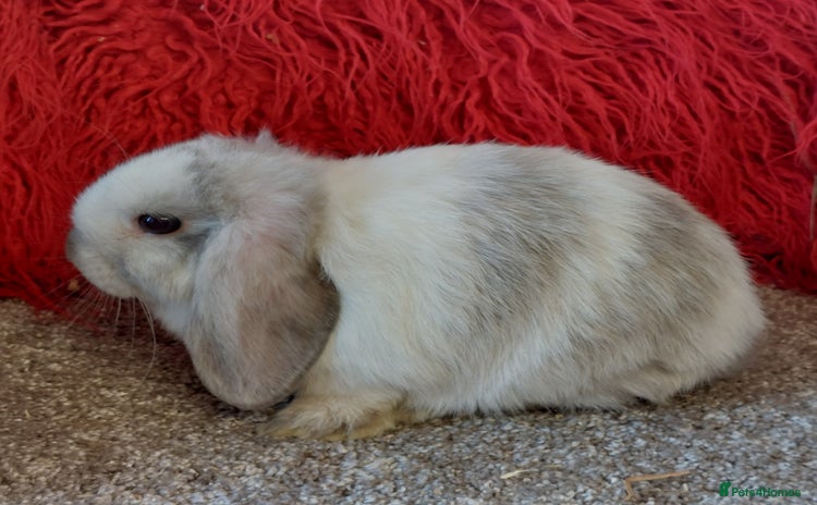 Mini Lop rabbits for sale - Advert 2