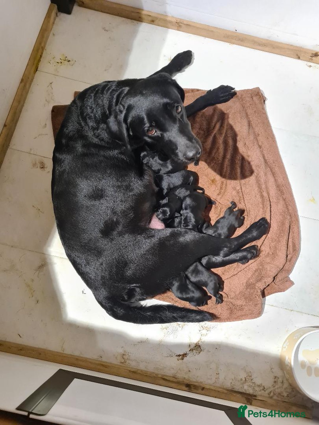 Labrador Retriever dogs for sale: Black Labrador puppies  - Advert 4