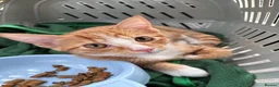 Mixed Breed cats for sale: Fluffy Ginger and White Female Kitten - Advert 2
