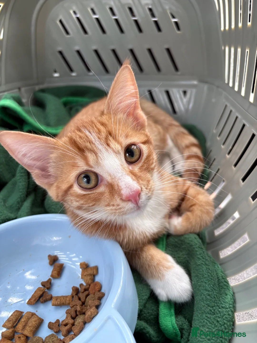 Mixed Breed cats for sale: Fluffy Ginger and White Female Kitten - Advert 2