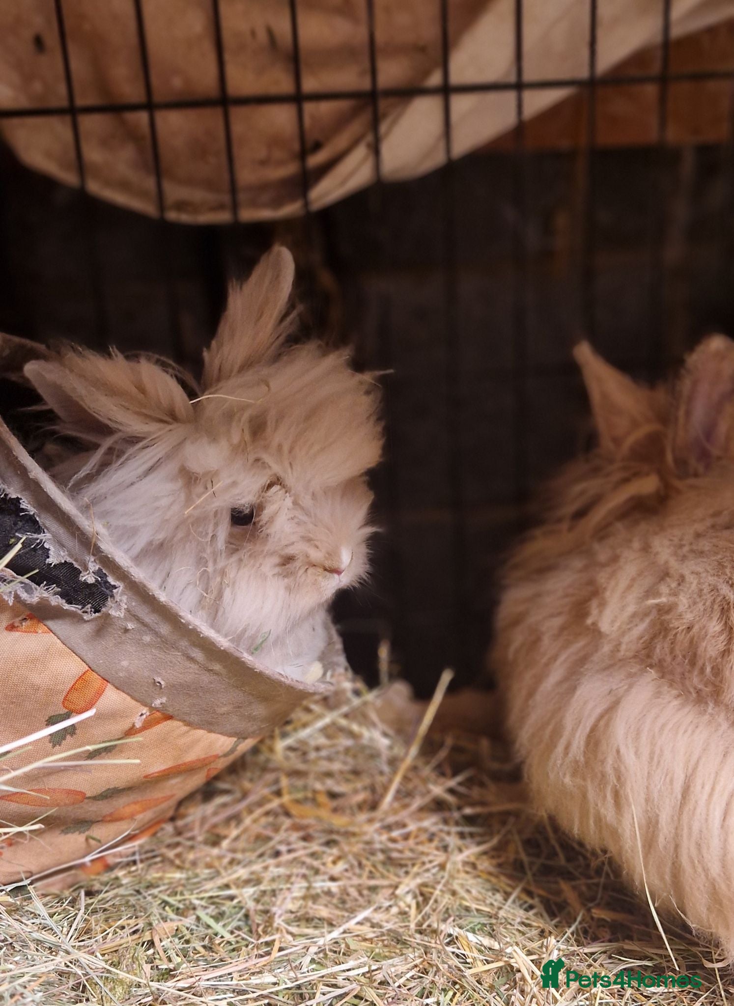Lionhead rabbits Purebred double maned super fluffy lionhead girls - Advert 3
