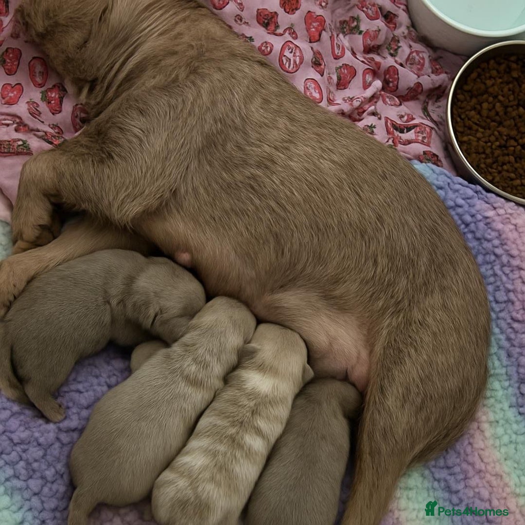 French Bulldog dogs for sale: Kc registered new shade french bulldog puppies  - Advert 21