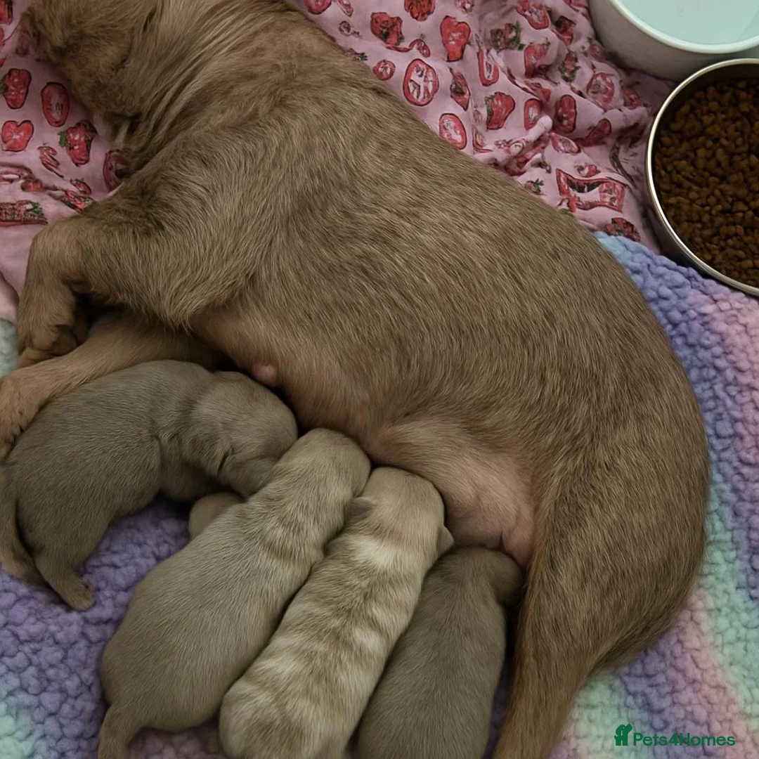 French Bulldog dogs for sale: Kc registered new shade french bulldog puppies  - Advert 24