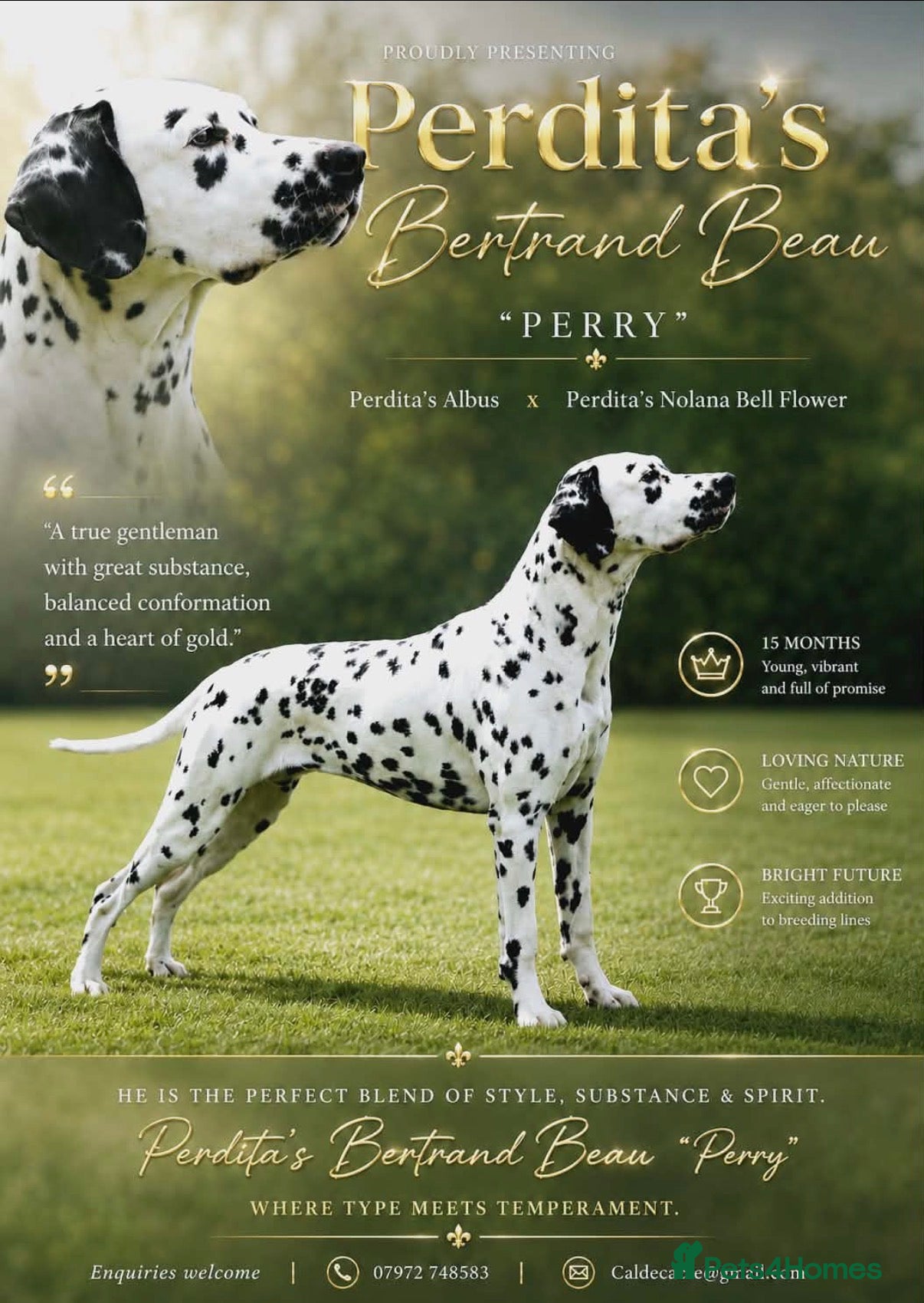 Dalmatian dogs Stunning Black-Spotted Dalmatian Male - Advert 5