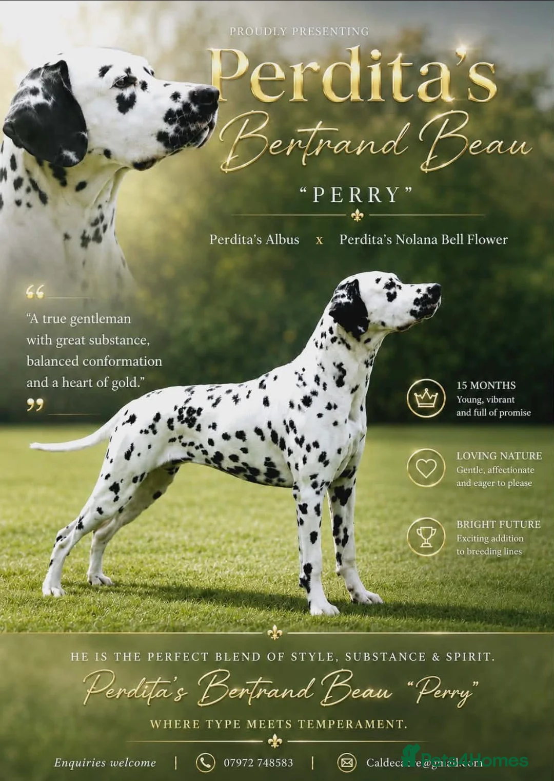 Dalmatian dogs for sale: Stunning Black-Spotted Dalmatian Male in Immingham - Advert 1