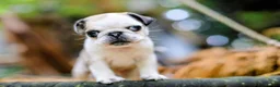Pug dogs for sale: Panda pugs in Bishop Auckland - Advert 19