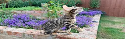 Bengal cats for sale: Bengal Kitten for Sale GCCF registered - Advert 2