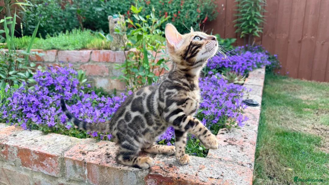 Bengal cats for sale: Bengal Kitten for Sale GCCF registered - Advert 2