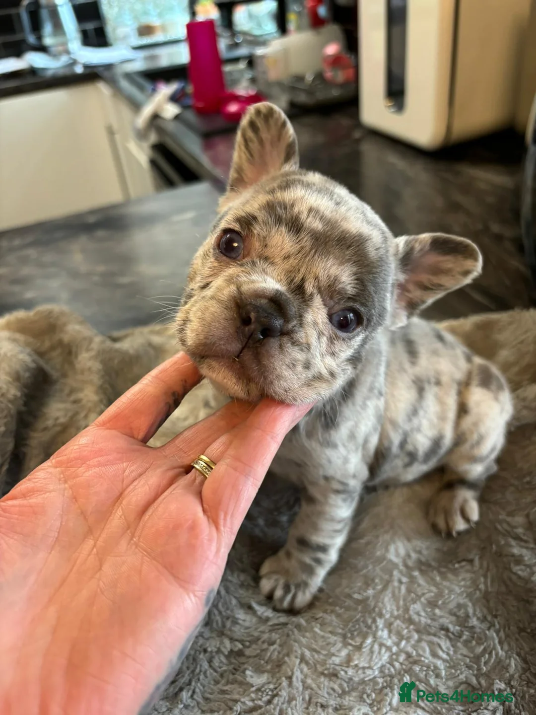 French Bulldog dogs for stud: Rfg tested aa lilac quad fluffy carrying testable in Sheffield - Advert 23