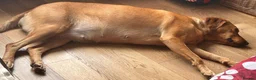 Labrador Retriever dogs for sale: Kennel Club (KC) Registered puppies 🐾🐾 in Llangefni - Advert 3