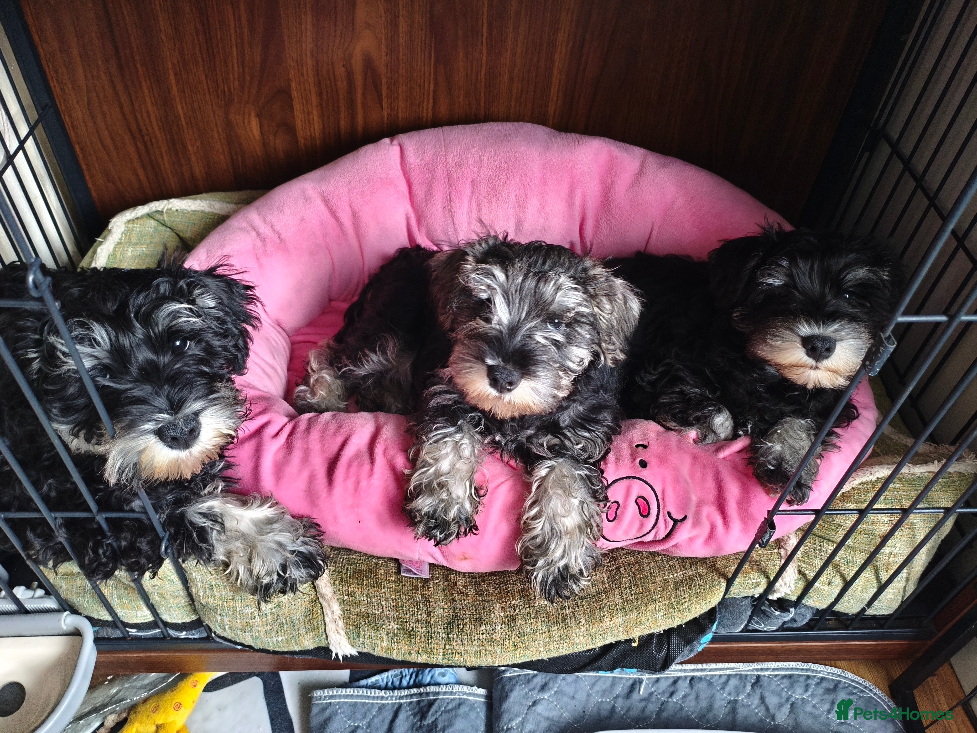 Miniature Schnauzer dogs Charming Mini Schnauzers with KC registration - Advert 16