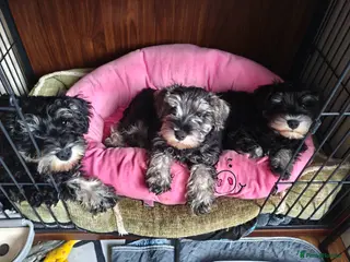 Miniature Schnauzer dogs Charming Mini Schnauzers with KC registration - Advert 16