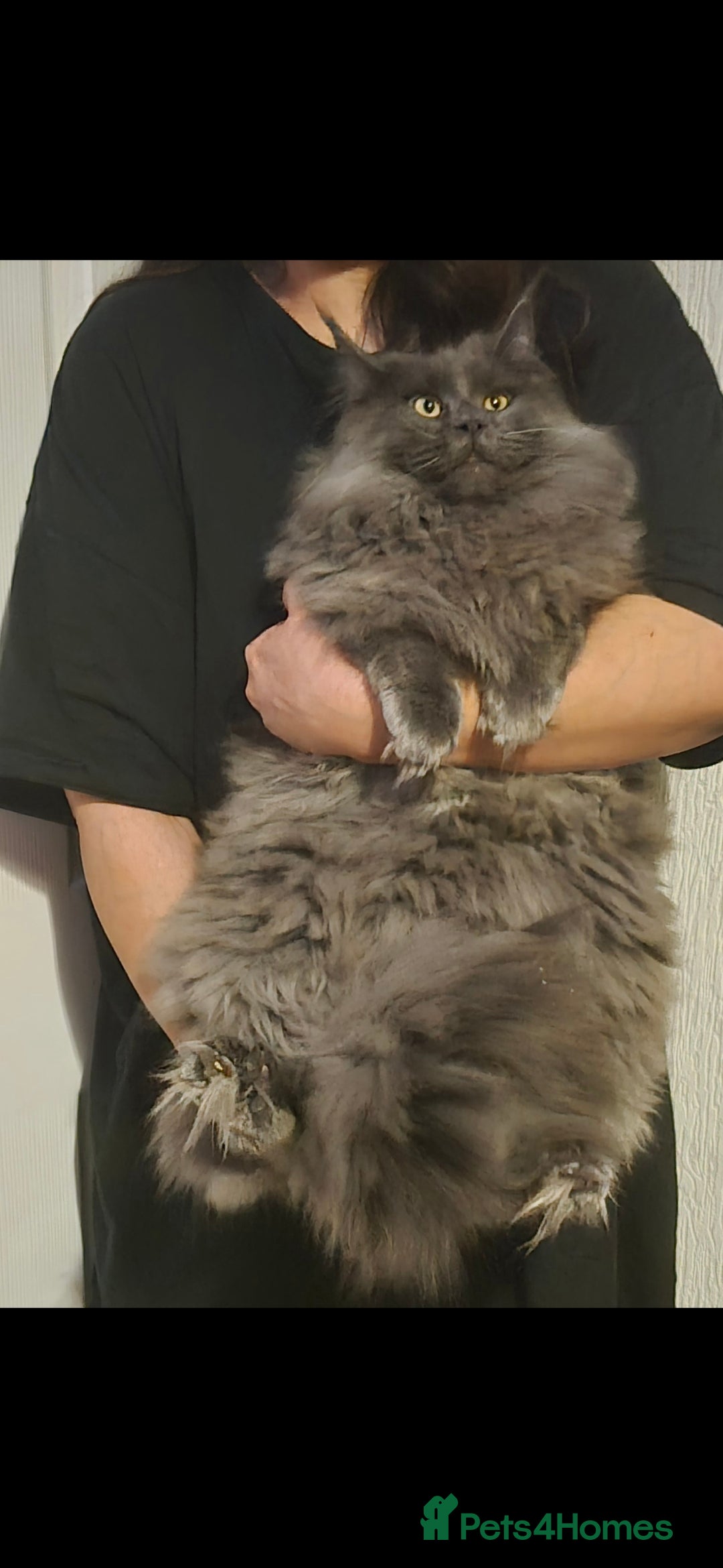Maine Coon cats for sale: Stunning male maine coon - Advert 3