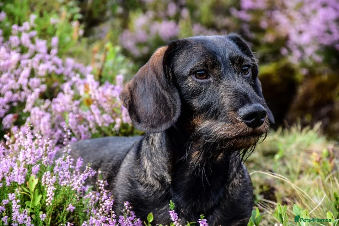 Dachshund dogs for stud: **KC Working Teckle for Stud** in Sheffield - Advert 3