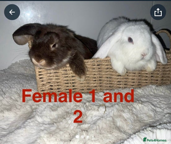 Mini Lop rabbits - Advert 15