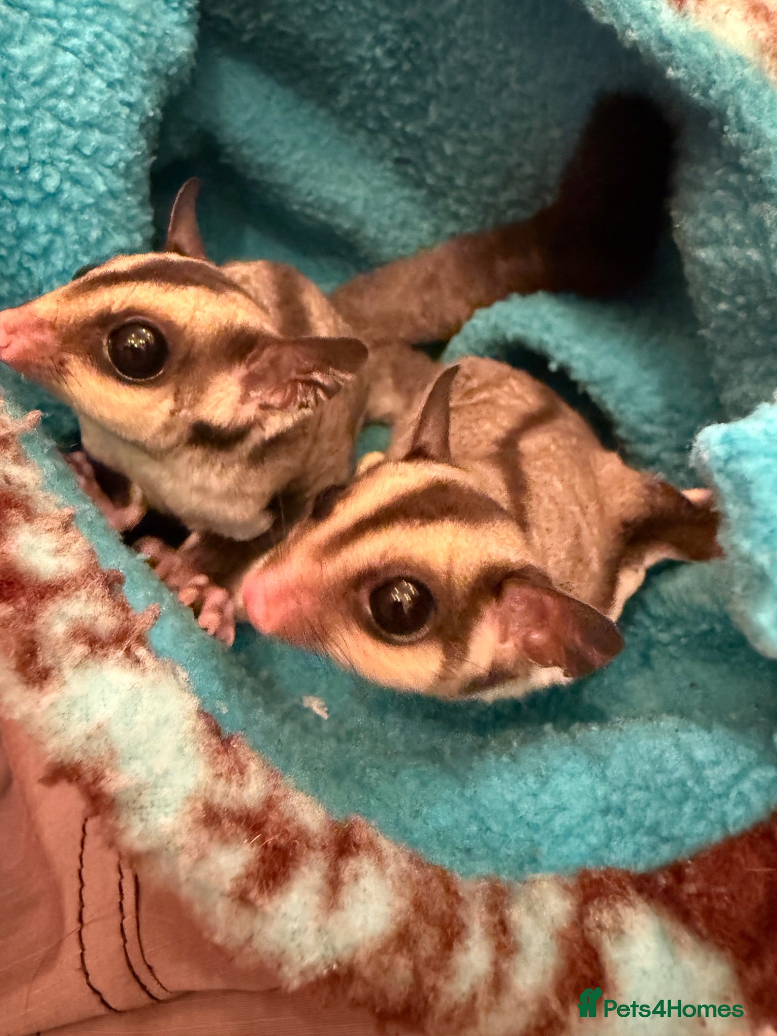 Sugar Glider rodents 2 Sugar glider girls available  - Advert 2