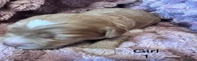 Cockapoo 3