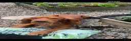 Cocker Spaniel dogs for stud: PROVEN / Health test - Kc red working cocker stud - Advert 8