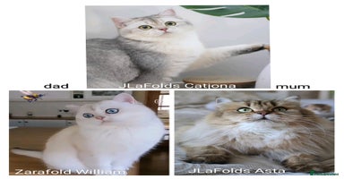 Scottish Fold cats Scottish fold - Advert 4