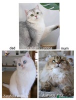 Scottish Fold cats Scottish fold - Advert 3