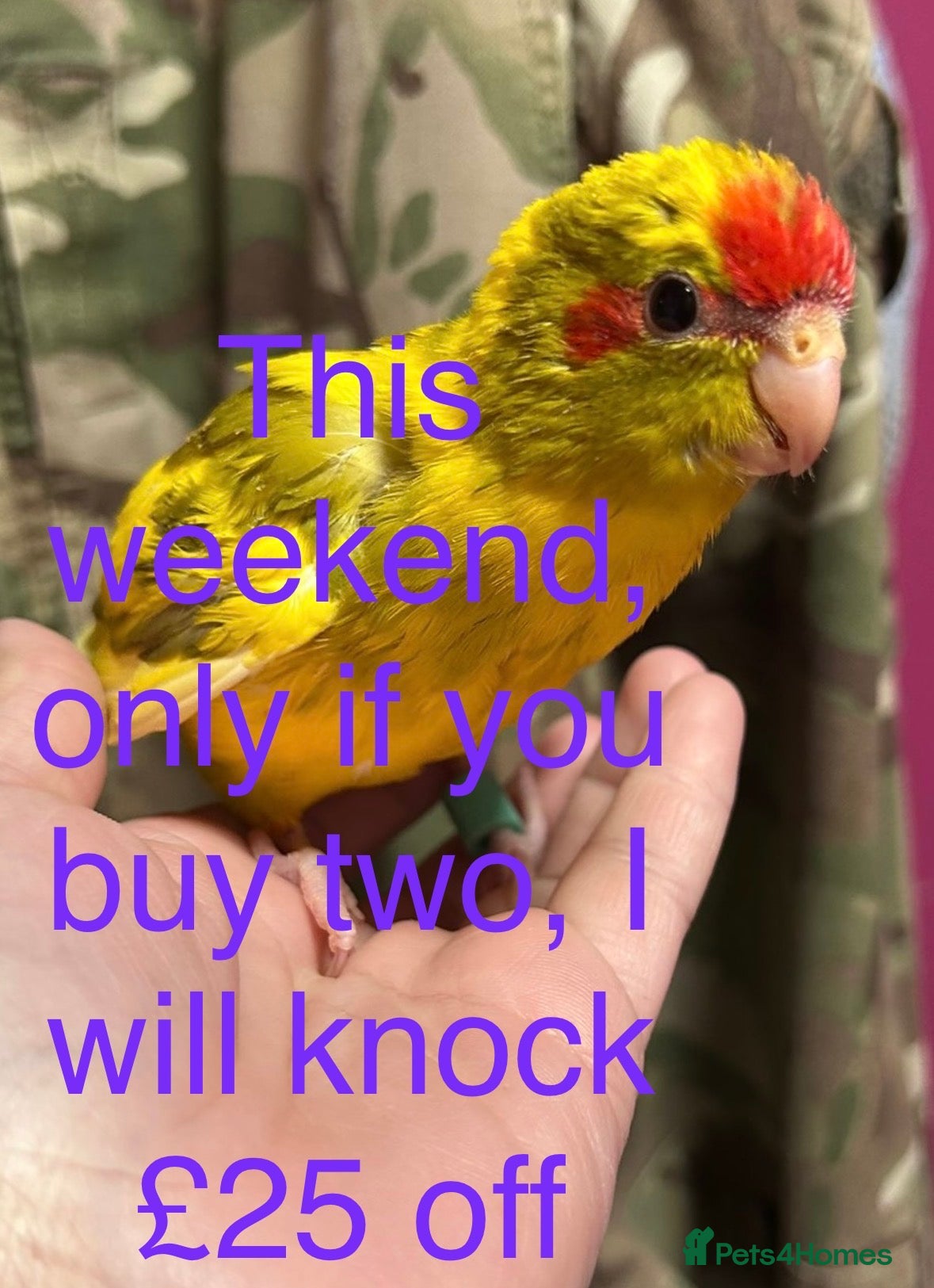 Parakeets birds Hand reared and hand tame Kakariki - Advert 4