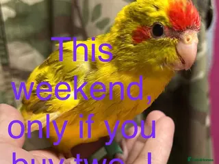 Parakeets birds Hand reared and hand tame Kakariki - Advert 4