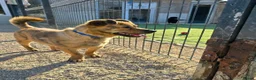 Mixed Breed dogs for adoption: Joey Needs A Home - Advert 6