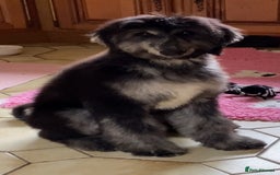 Afghan Hound dogs for sale: Three fabulous male Afghan hound puppies  - Image 8