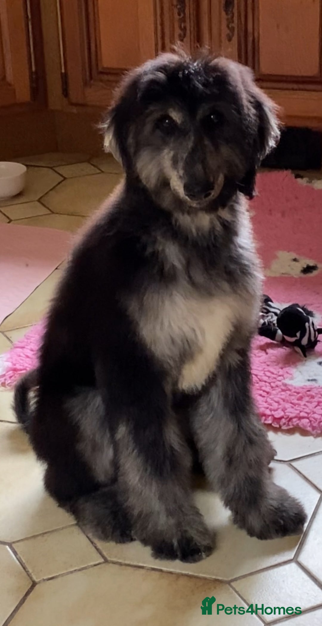 Afghan Hound dogs for sale: Three fabulous male Afghan hound puppies  - Image 8