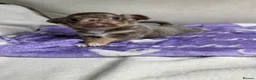 Chihuahua dogs for sale: Beautiful KC Chihuahua boy READY NOW  - Advert 17
