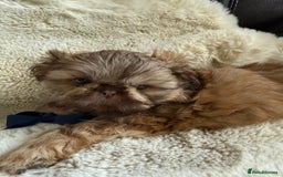Shih Tzu dogs for sale: 4 imperial shih Tzu beautiful boys  - Image 25