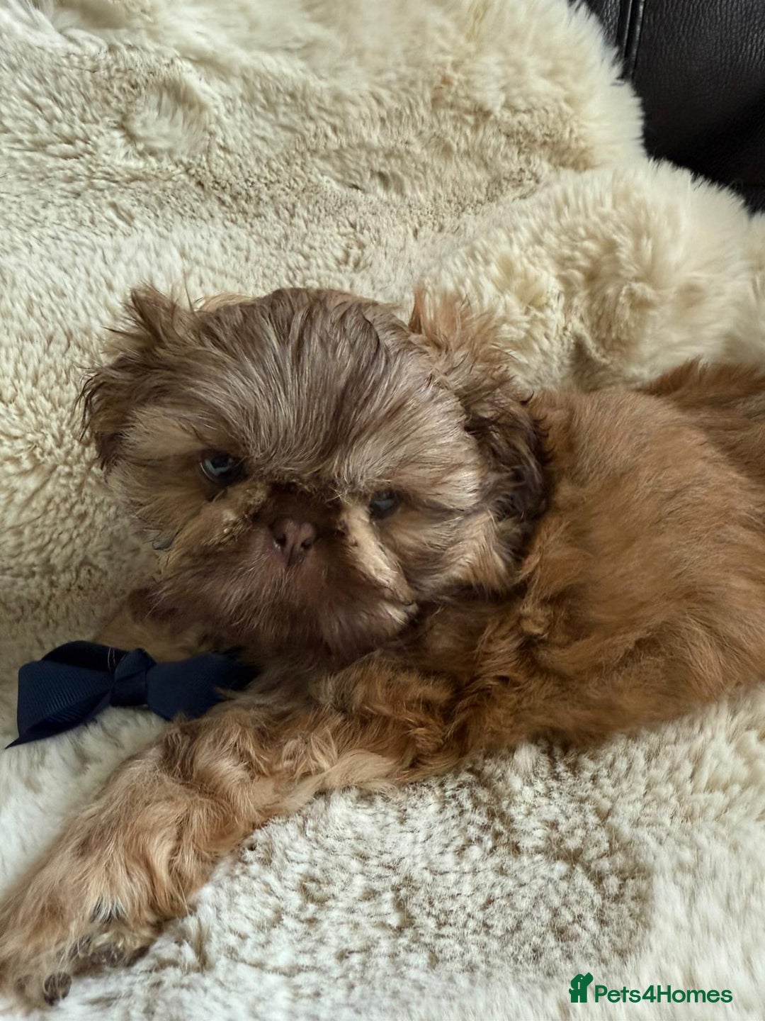 Shih Tzu dogs for sale: 4 imperial shih Tzu beautiful boys  - Image 25
