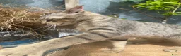 Savannah cats for sale: FULL PEDIGREE SAVANNAH girl KITTEN F5 SBT - Advert 9